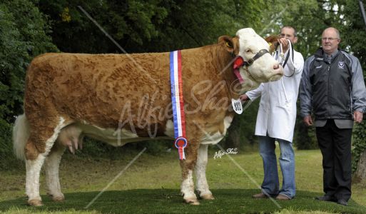 Champion Simmental, Ashland Lady Diamond 3rd exhibited by Pat Kelly 